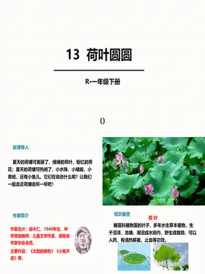 荷叶圆圆PPT课件1