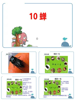 蝉PPT课件3