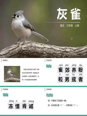 灰雀PPT课件2