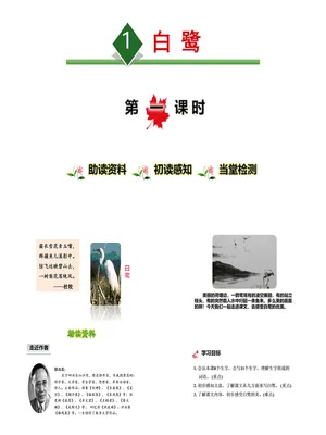 白鹭PPT课件7