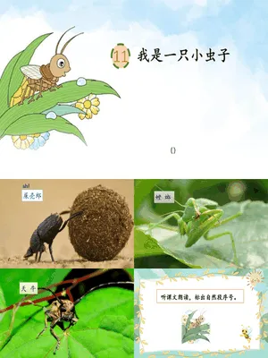 我是一只小虫子PPT课件6