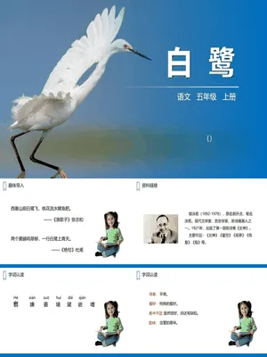 白鹭PPT课件8