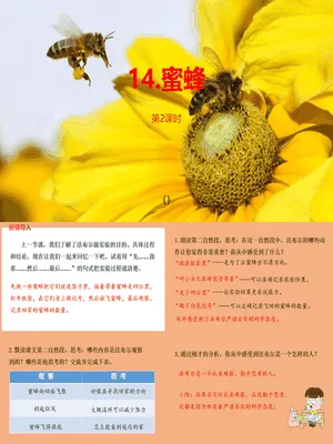 蜜蜂PPT课件4