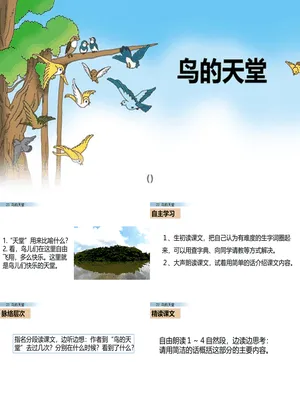 鸟的天堂PPT课件7