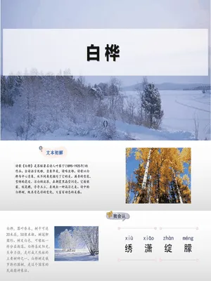 白桦PPT课件1