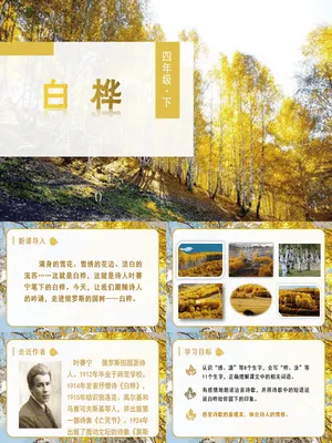 白桦PPT课件8