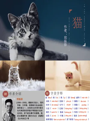 《猫》PPT课件4