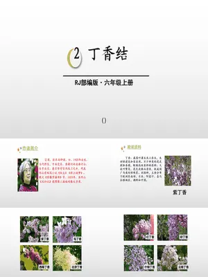 丁香结PPT课件5