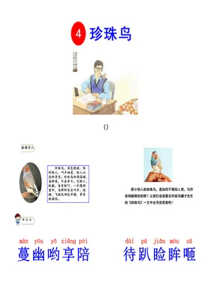 珍珠鸟PPT课件7