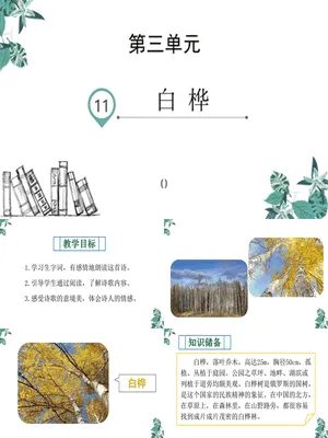 白桦PPT课件7