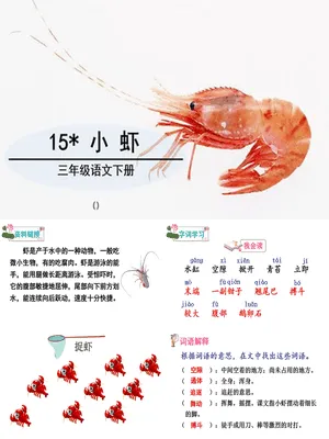 小虾PPT课件7