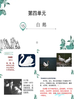 白鹅PPT课件2