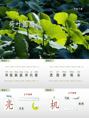 荷叶圆圆PPT课件5