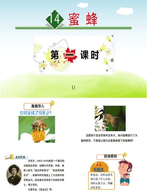 蜜蜂PPT课件8