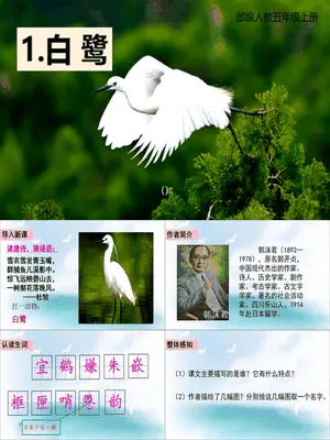 白鹭PPT课件5