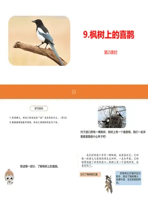 枫树上的喜鹊PPT课件5