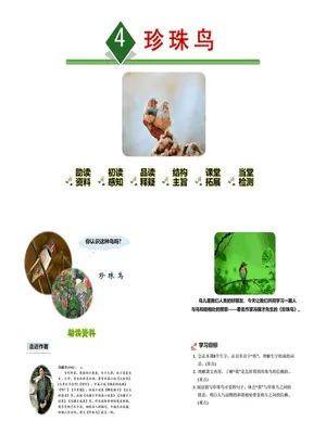 珍珠鸟PPT课件6