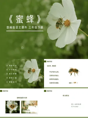 蜜蜂PPT课件3