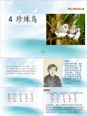 珍珠鸟PPT课件4