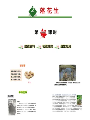 落花生PPT课件7
