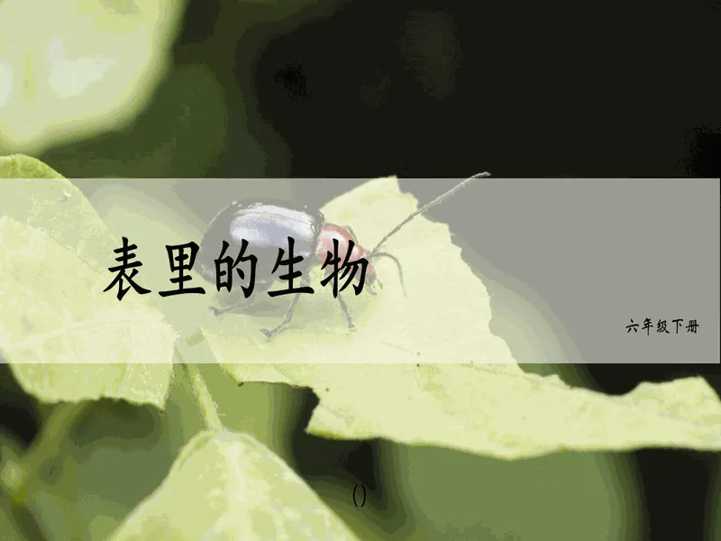 PPT内页预览
